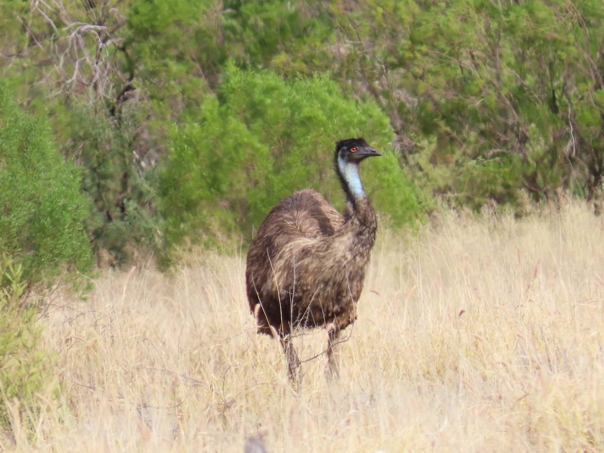 Emu - Chunhong LIU