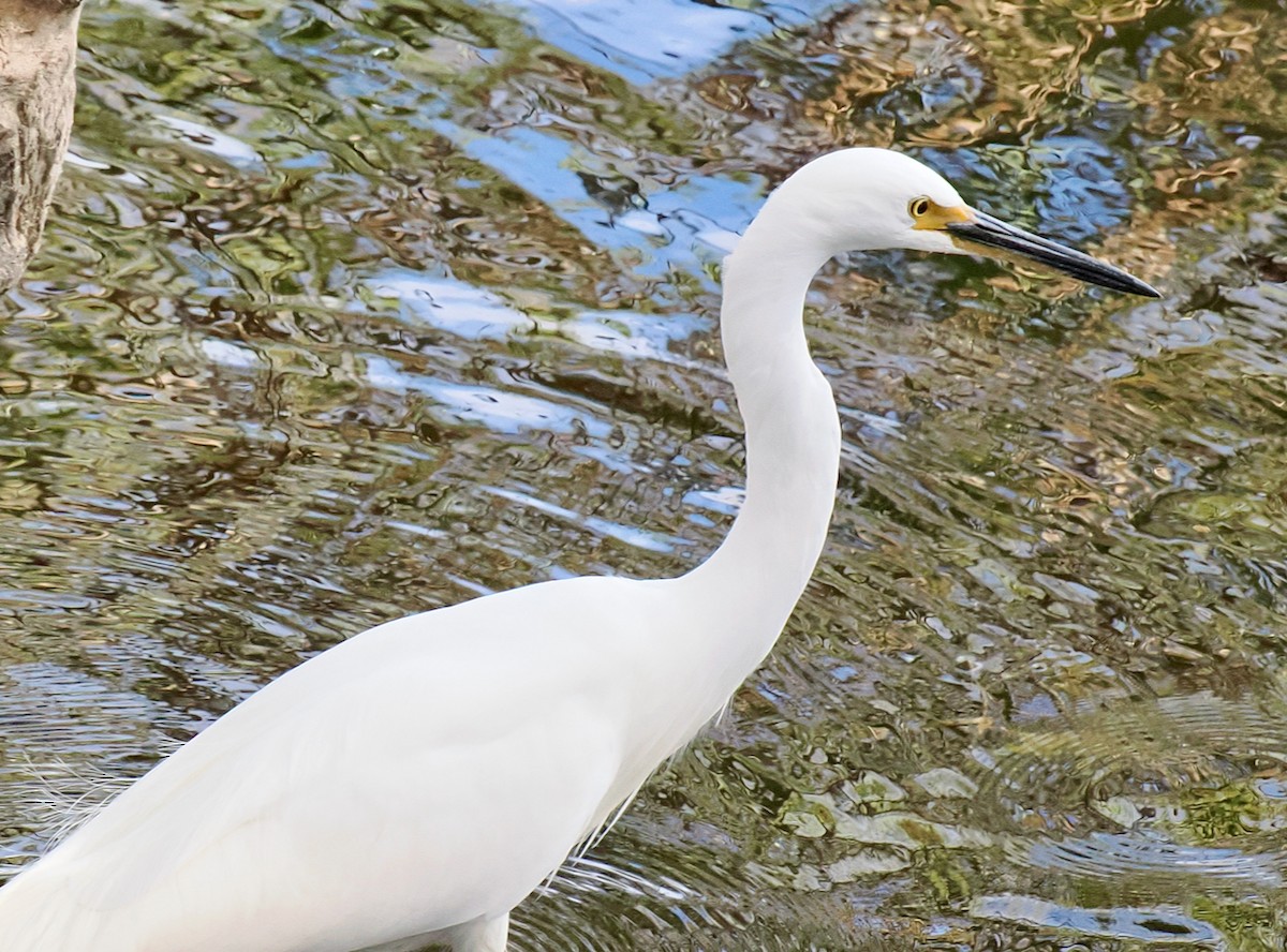 Little Egret (Australasian) - ML619272189