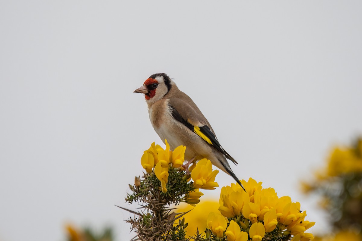 European Goldfinch - Andy Tonge