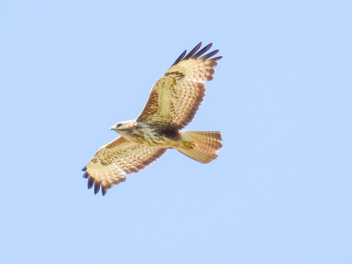 Common Buzzard (Steppe) - ML619272195