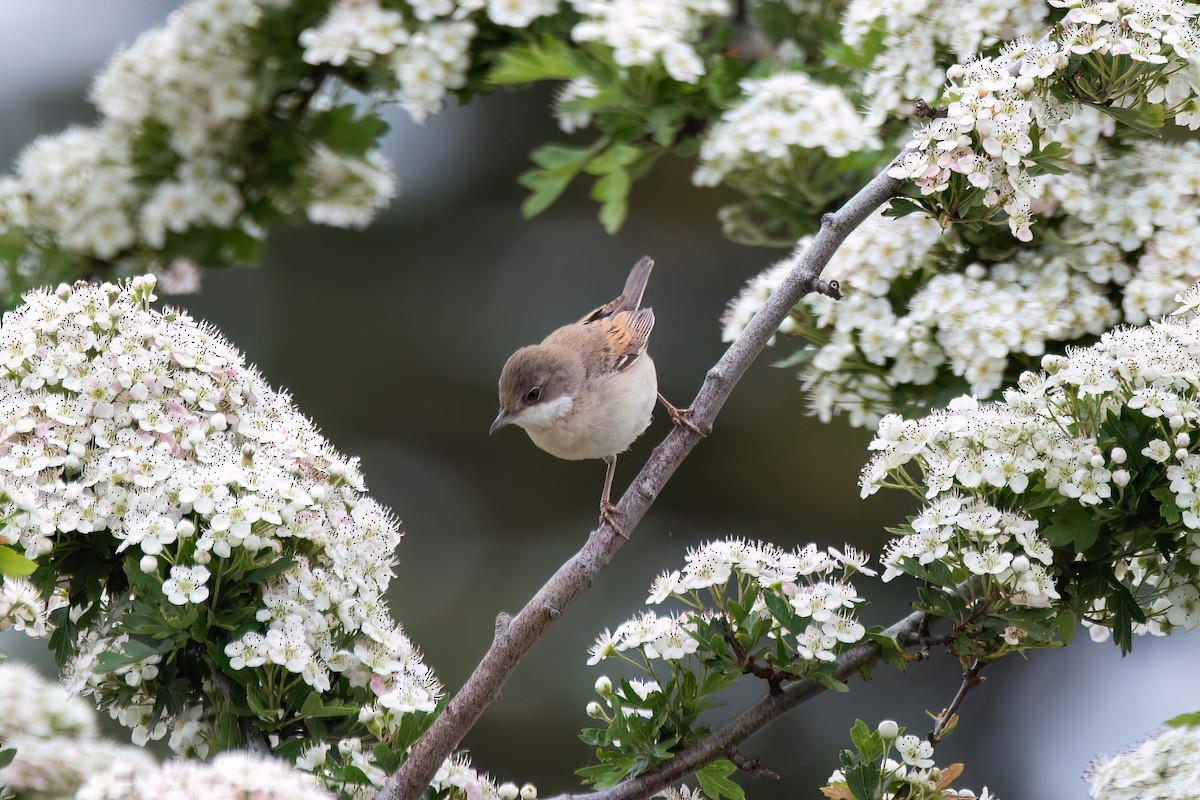 Greater Whitethroat - Andy Tonge