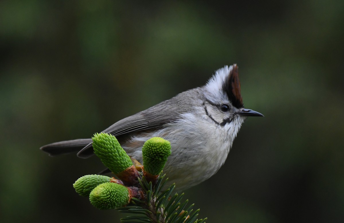 Taiwan Yuhina - norman wu