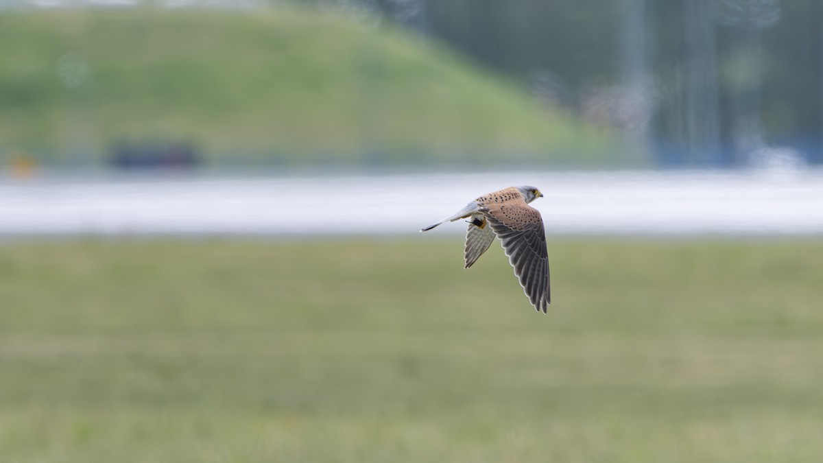 Eurasian Kestrel - Dawid Lorenc