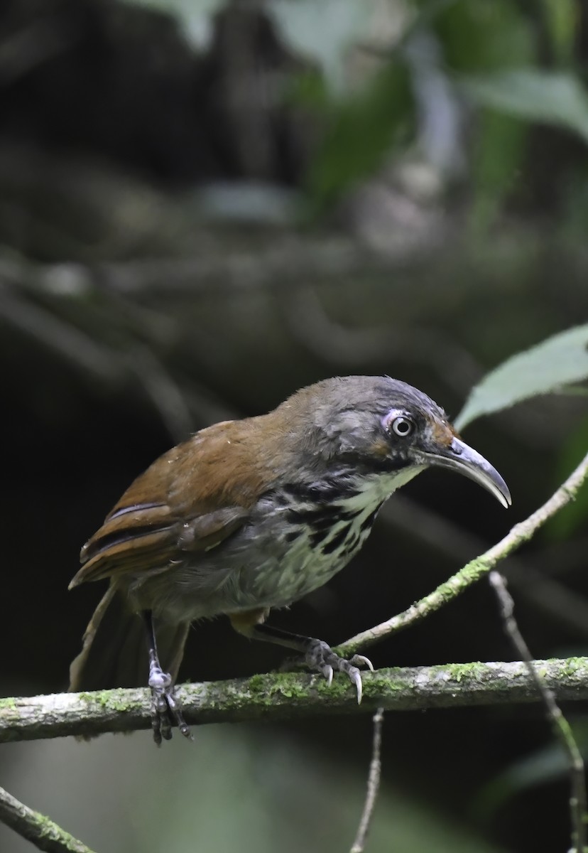 Black-necklaced Scimitar-Babbler - norman wu