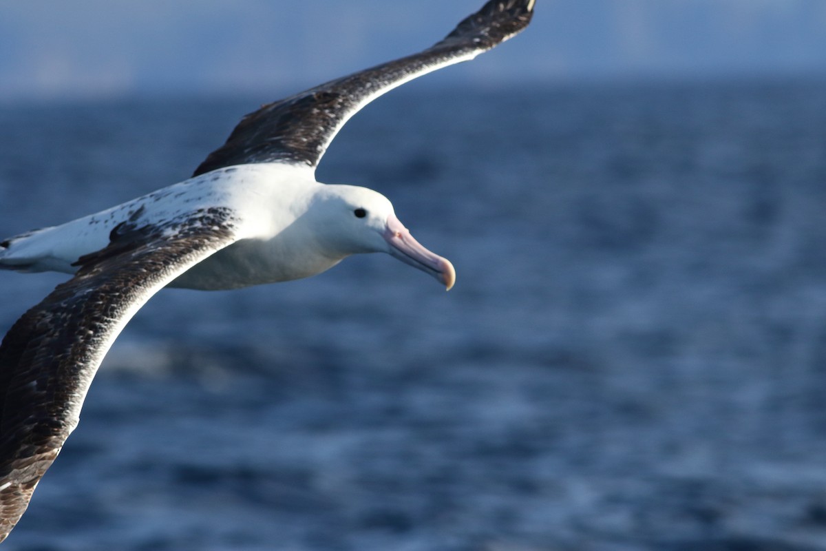 Southern Royal Albatross - Leigh Pieterse