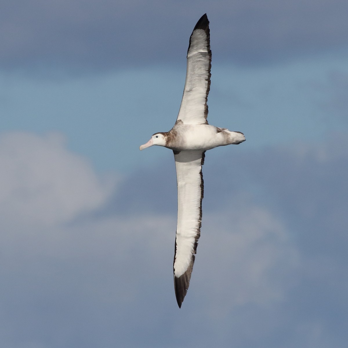 Antipodean Albatross (Gibson's) - Leigh Pieterse