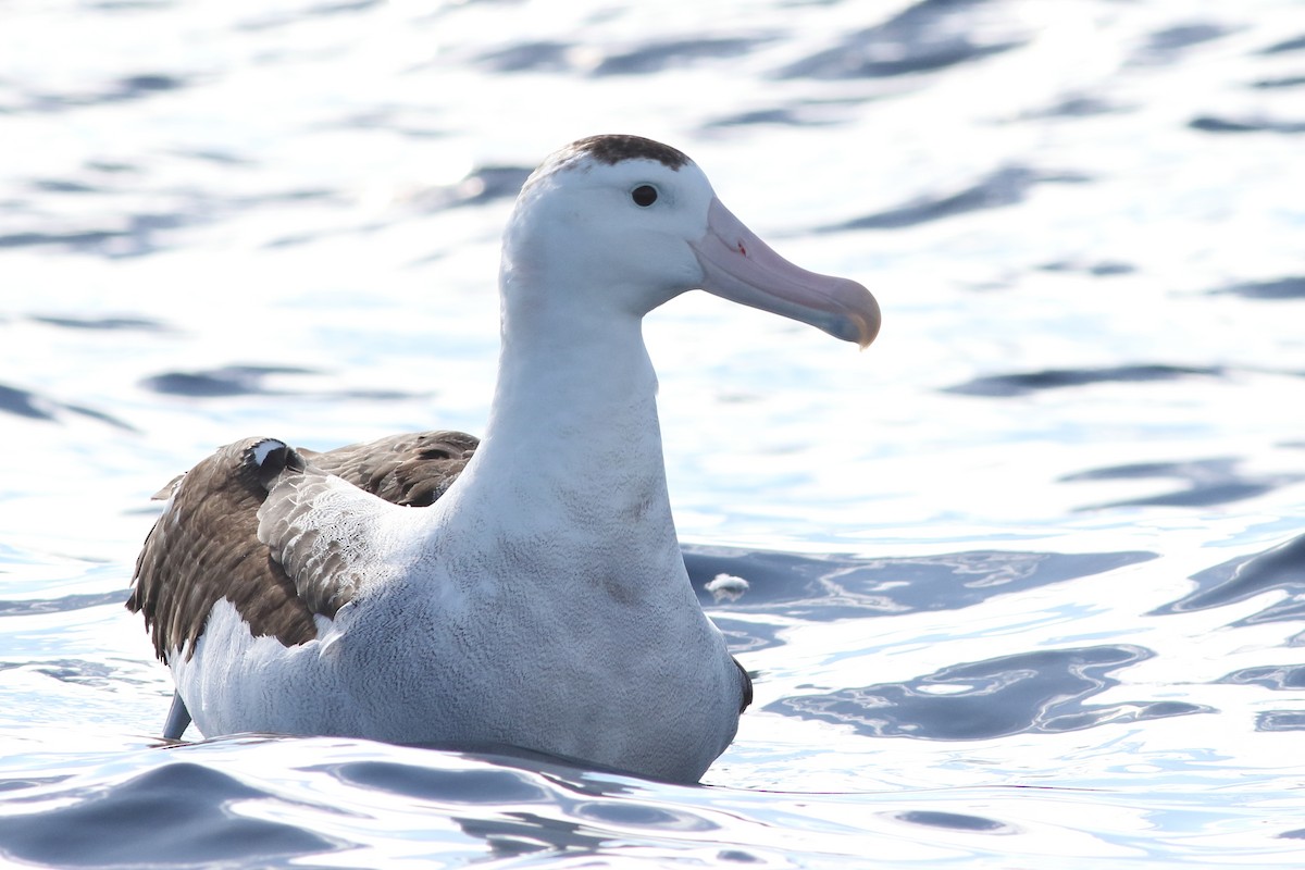 Antipodean Albatross (New Zealand) - Leigh Pieterse