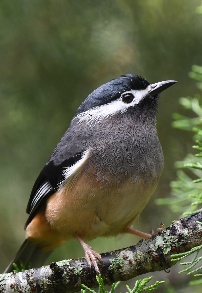 White-eared Sibia - norman wu