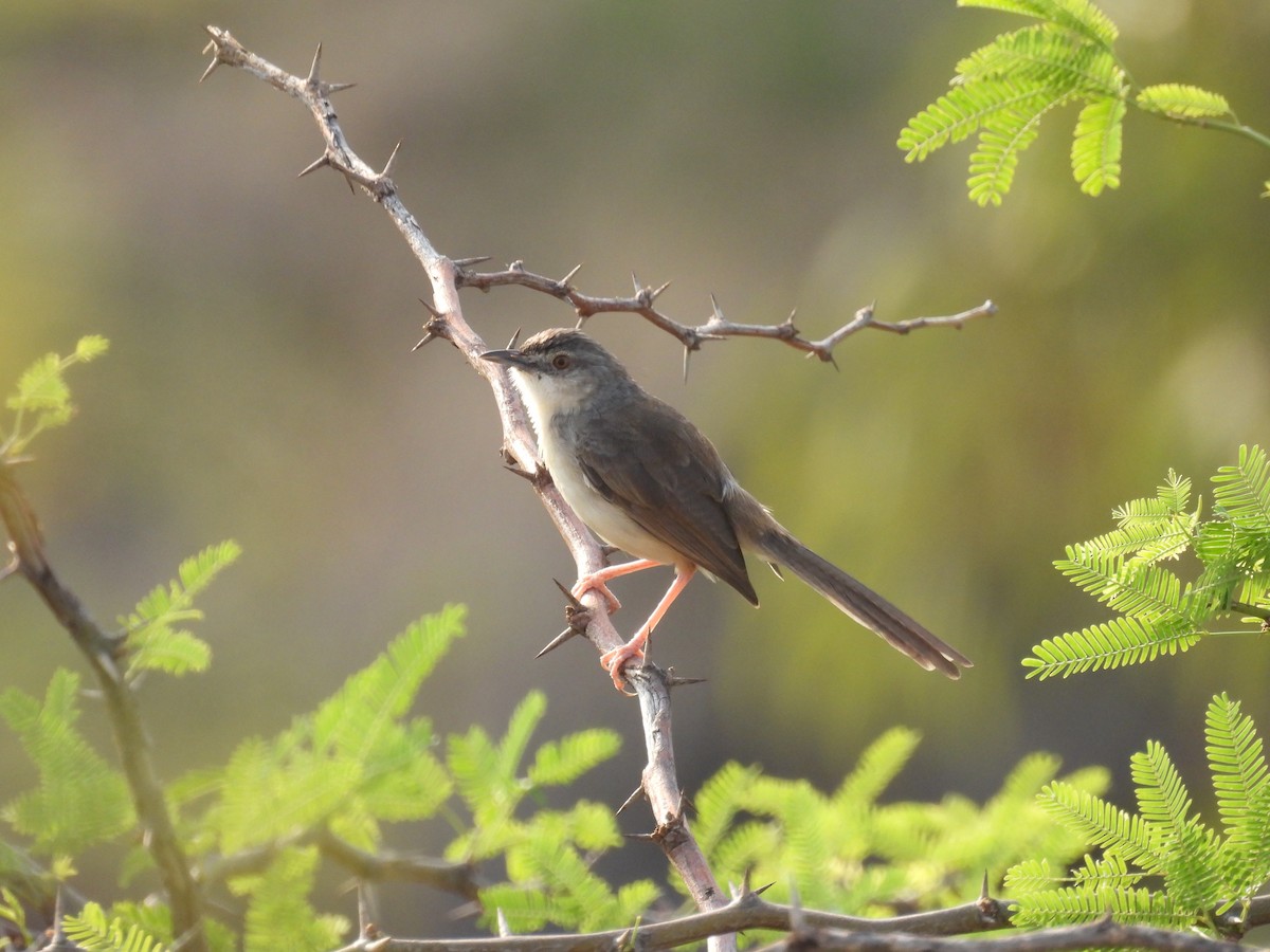 Jungle Prinia - Ramesh Desai