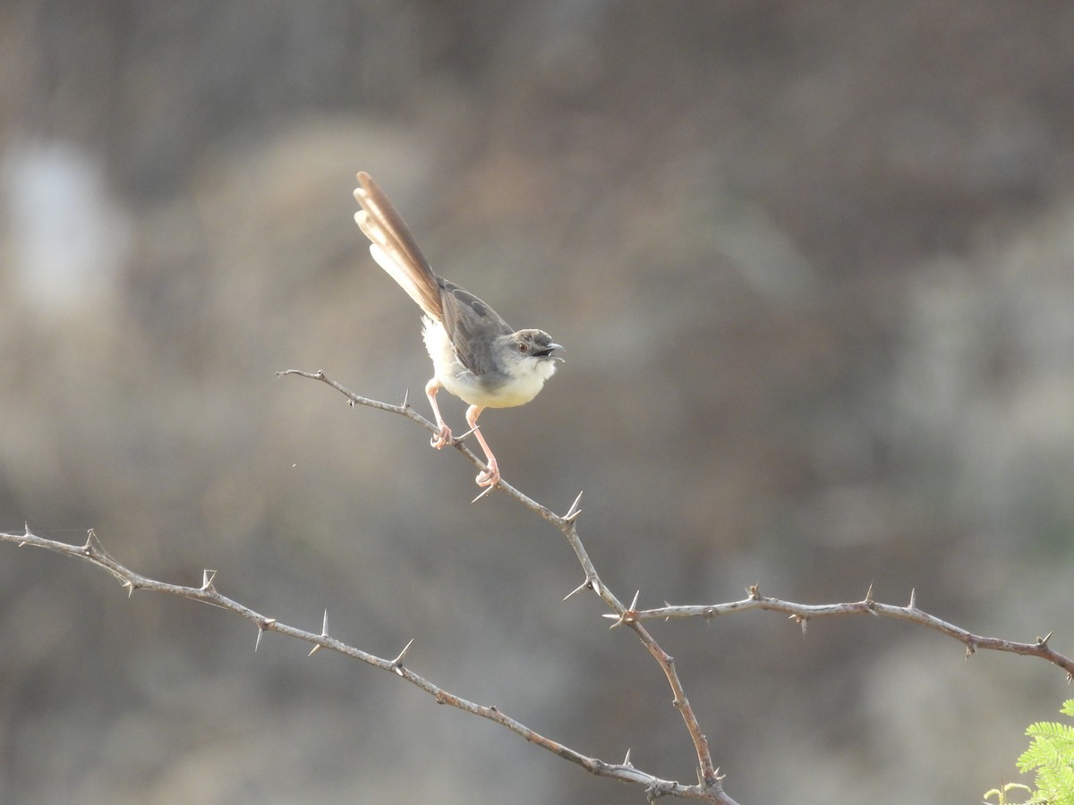 Jungle Prinia - Ramesh Desai