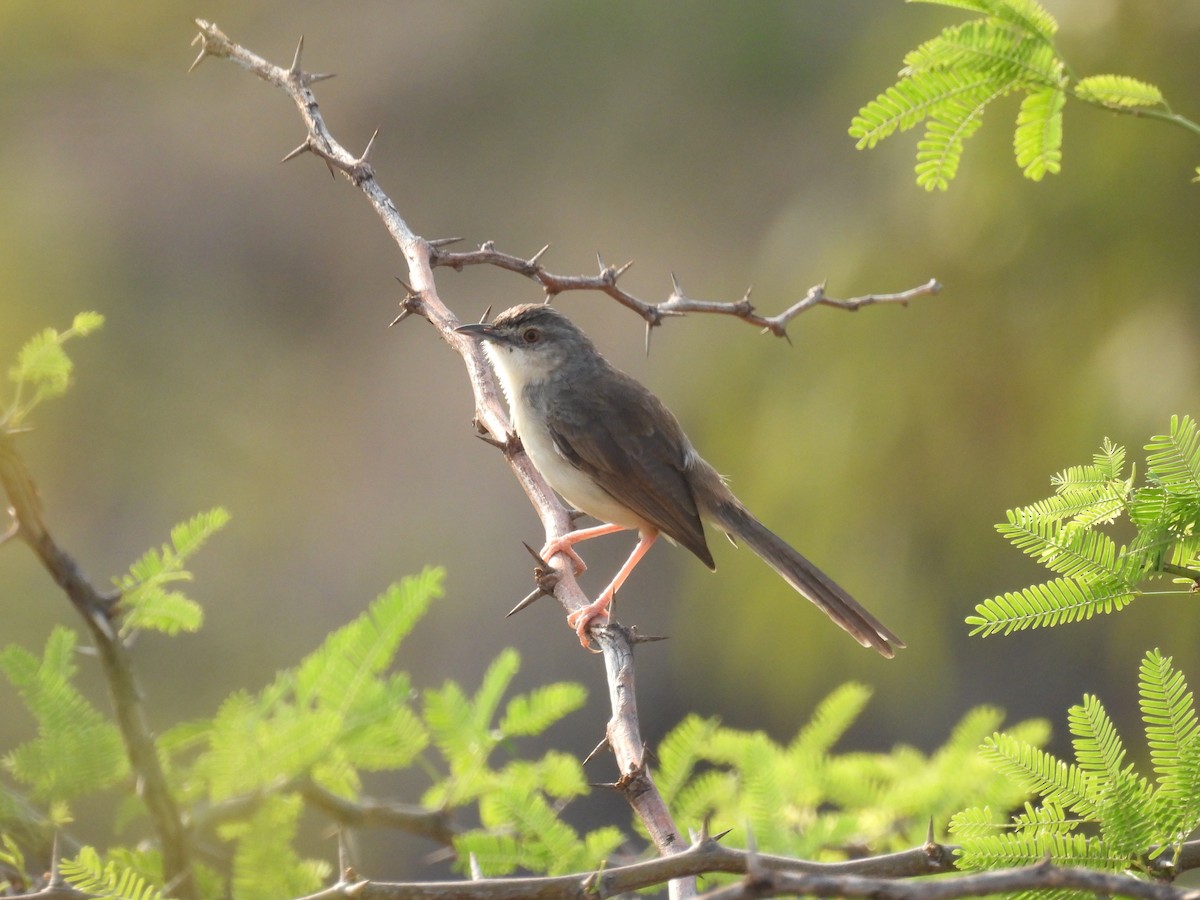 Jungle Prinia - Ramesh Desai