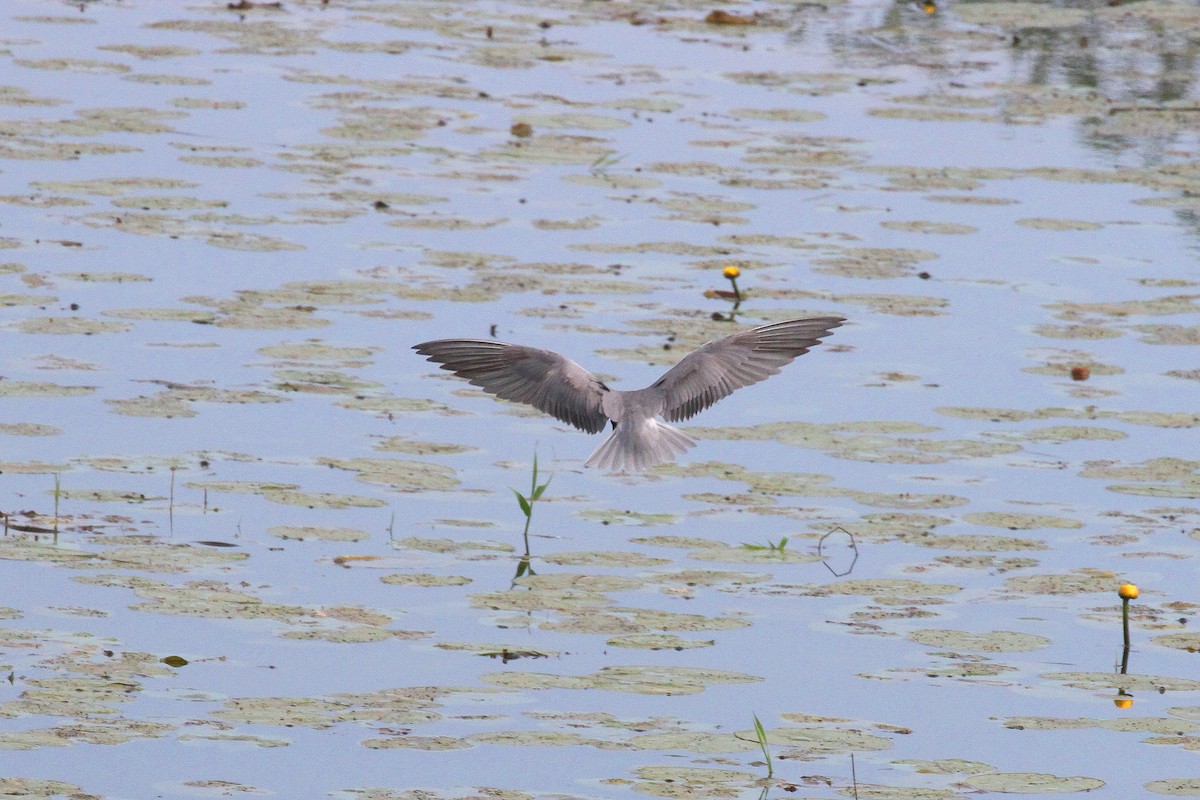 Black Tern - Rainer Seifert