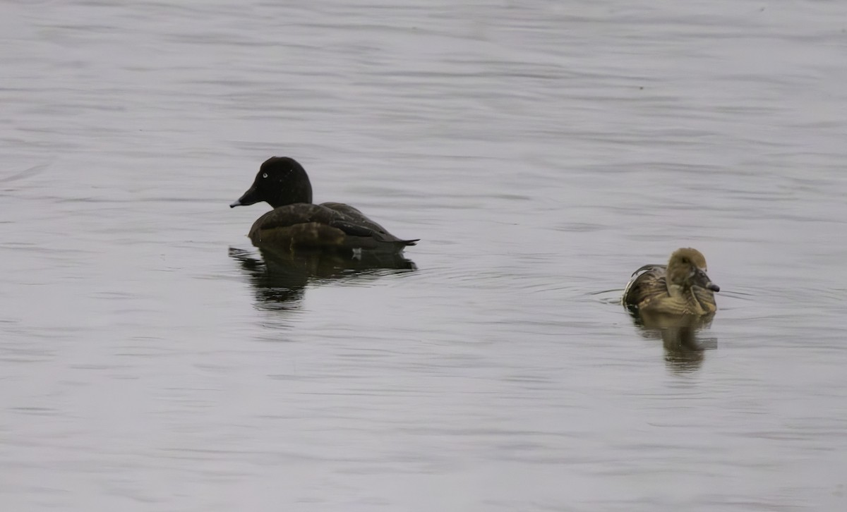 Plumed Whistling-Duck - Rebel Warren and David Parsons