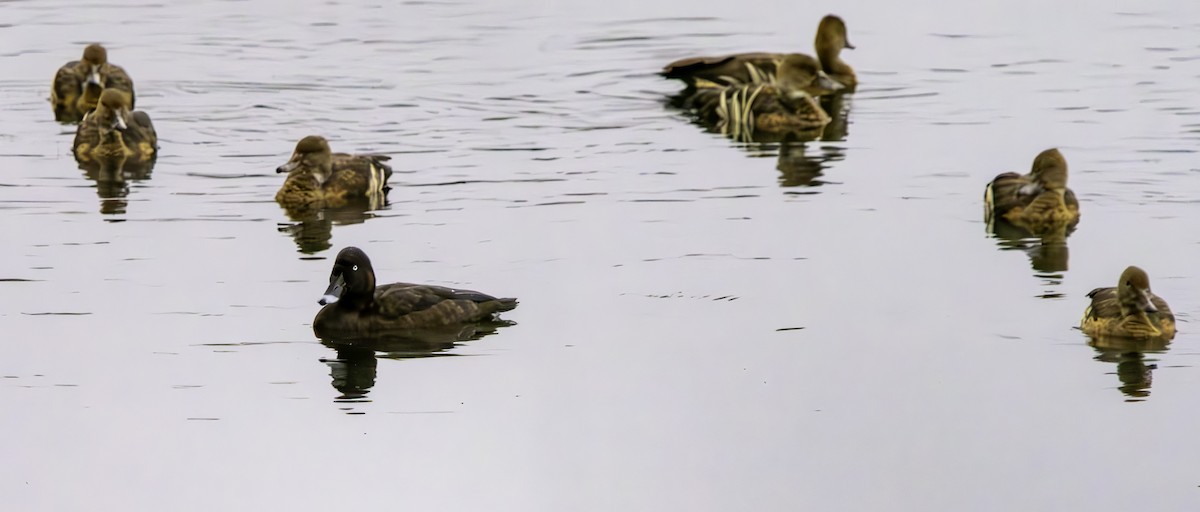 Plumed Whistling-Duck - Rebel Warren and David Parsons