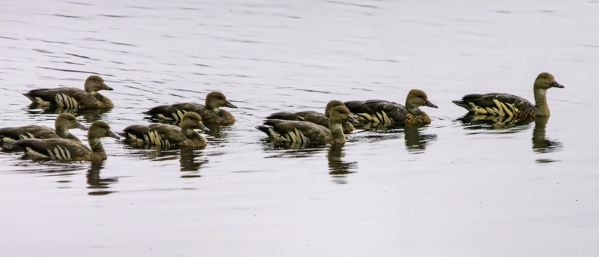 Plumed Whistling-Duck - Rebel Warren and David Parsons