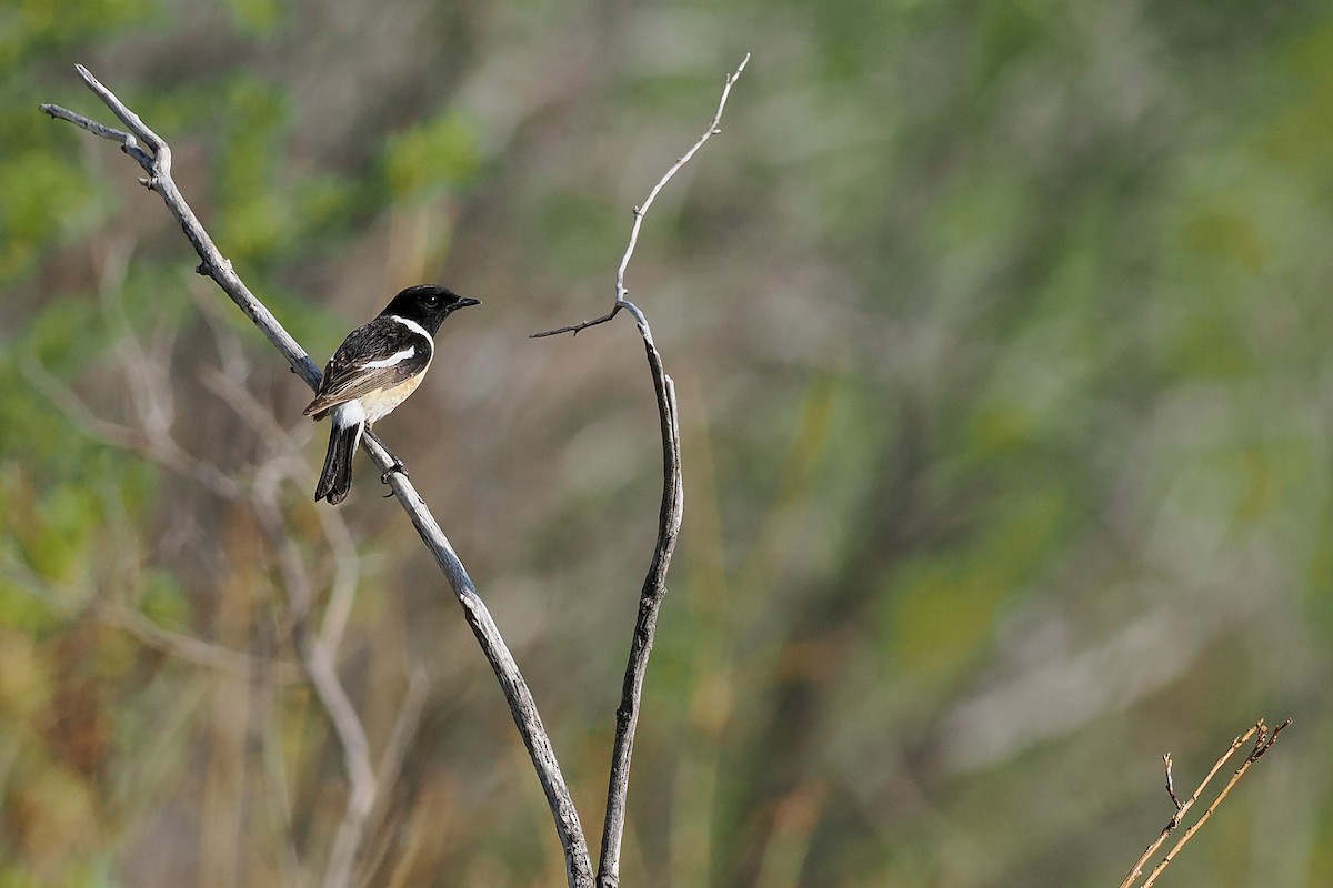 Amur Stonechat - Paul French