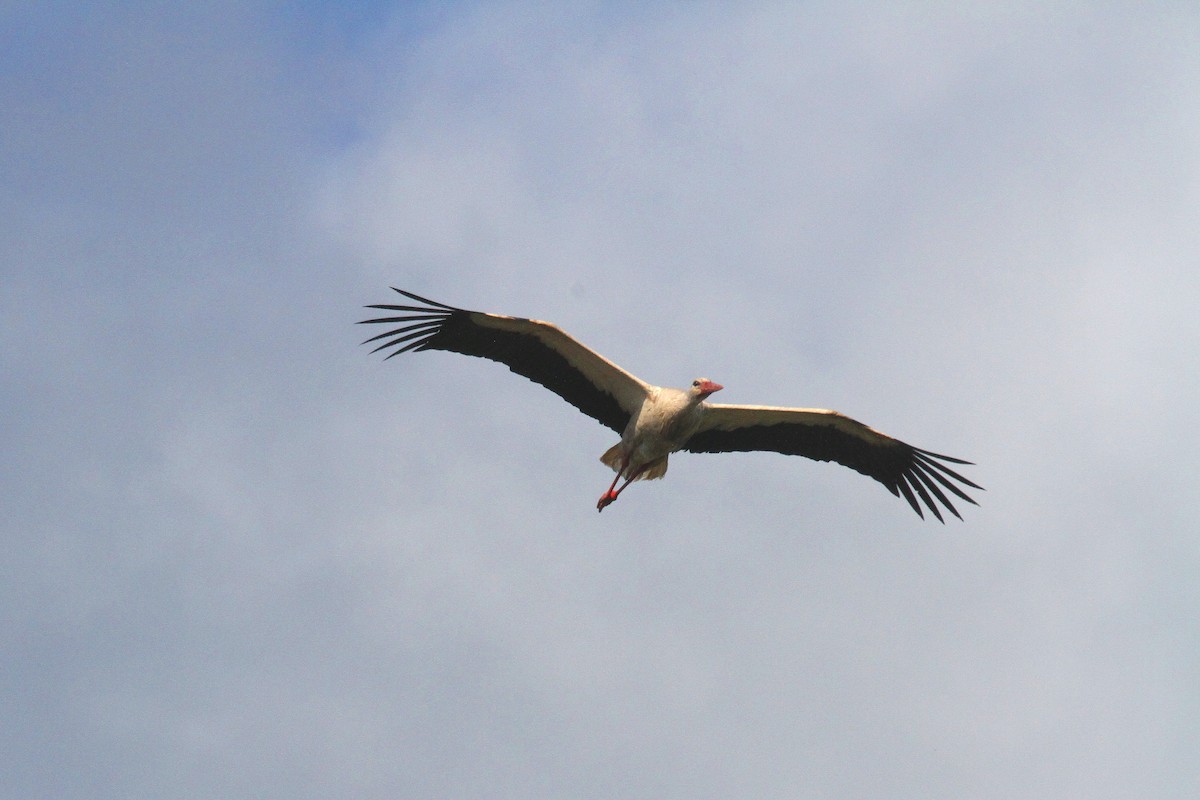 White Stork - Rainer Seifert