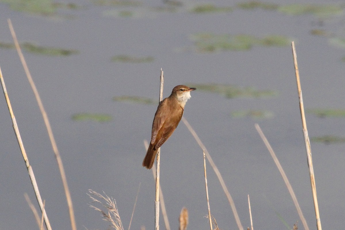 Great Reed Warbler - Rainer Seifert