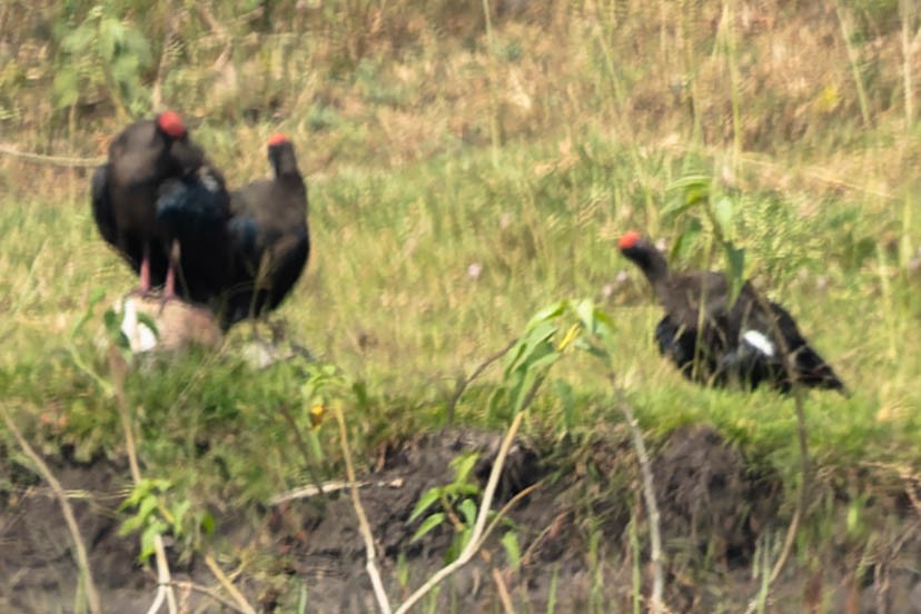 Red-naped Ibis - Zebedee Muller