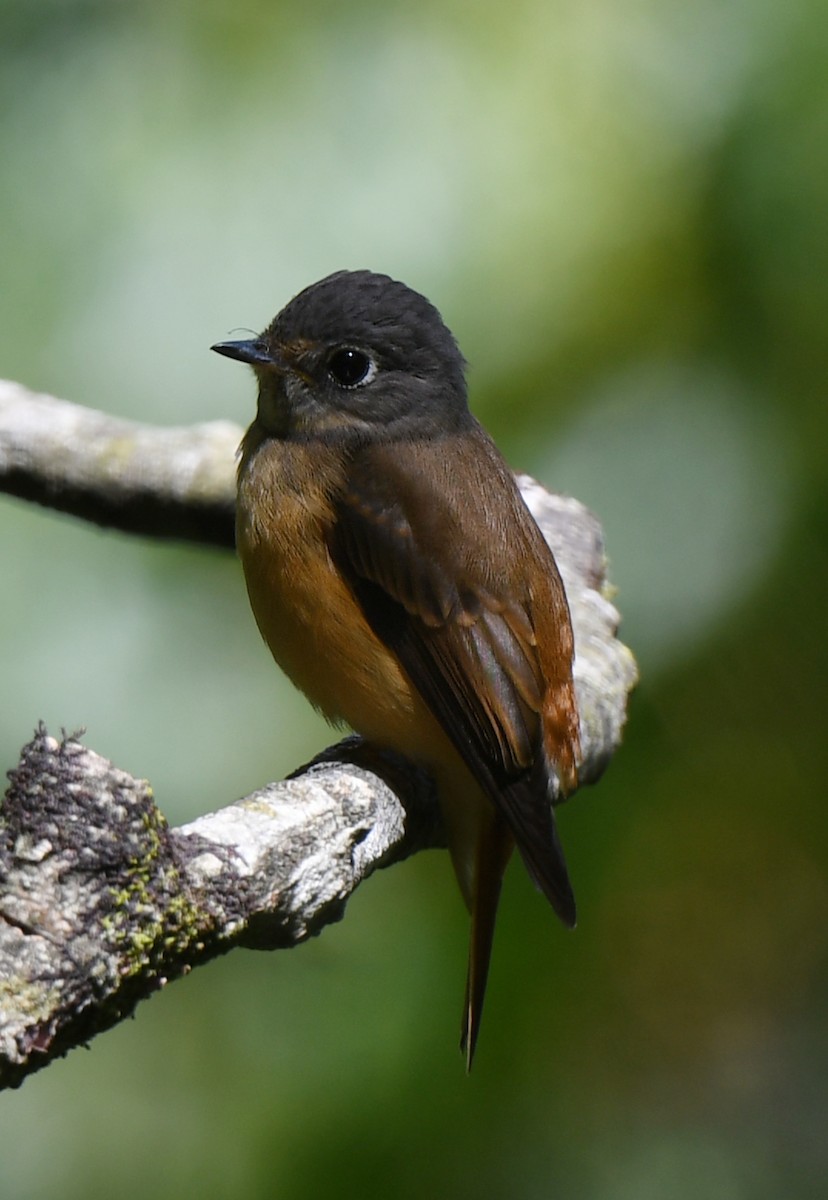 Ferruginous Flycatcher - norman wu