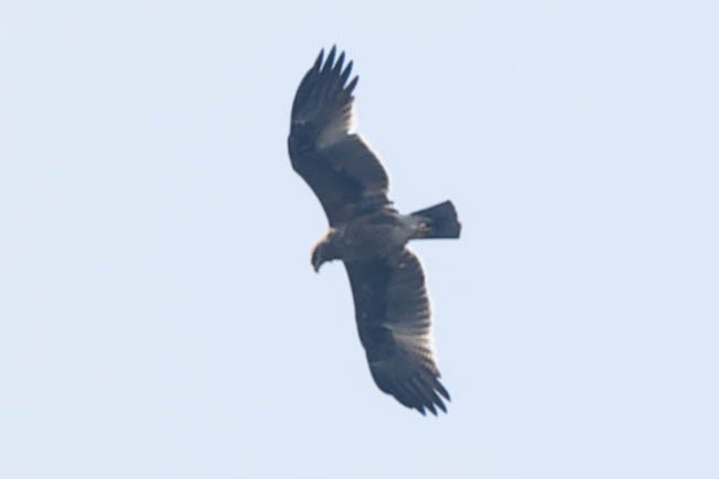 Indian Spotted Eagle - Zebedee Muller