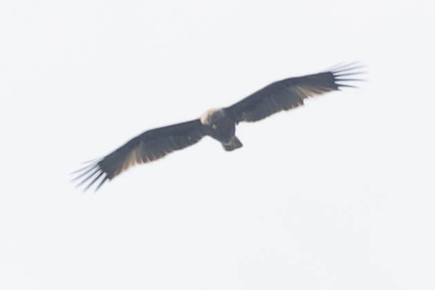 Indian Spotted Eagle - Zebedee Muller