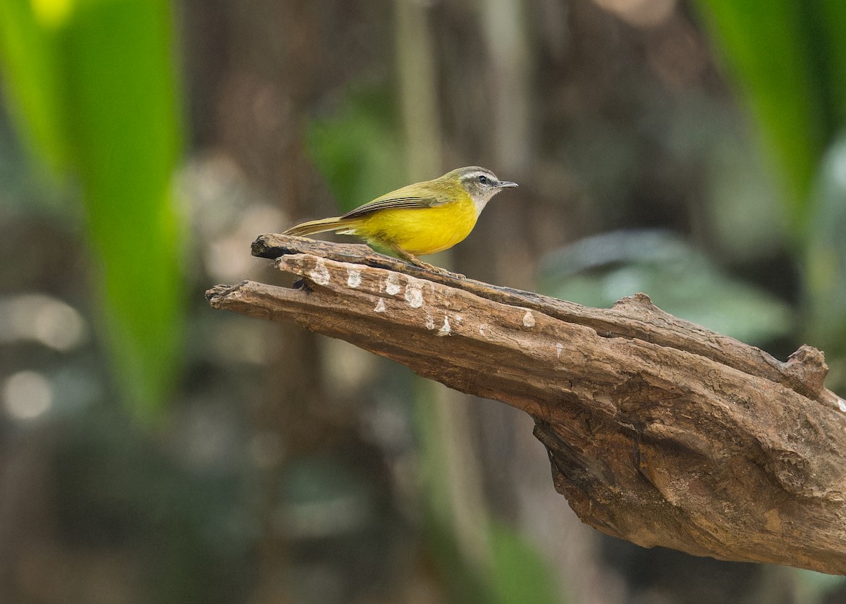 Yellow-bellied Warbler - Ma Yan Bryant