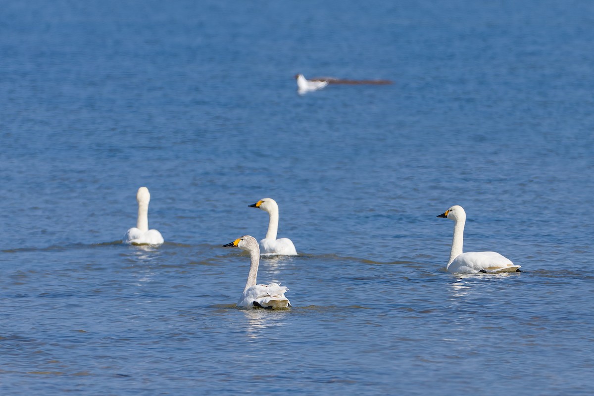 Tundra Swan (Bewick's) - Yves Gisseleire