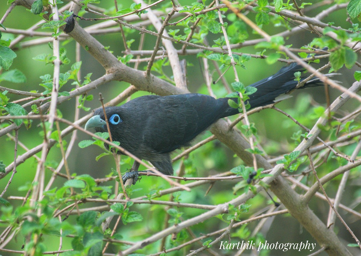 Blue-faced Malkoha - Karthikeyan Karmegam