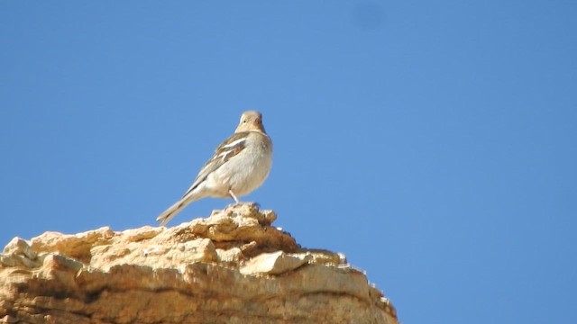 Common Chaffinch - ML619272361