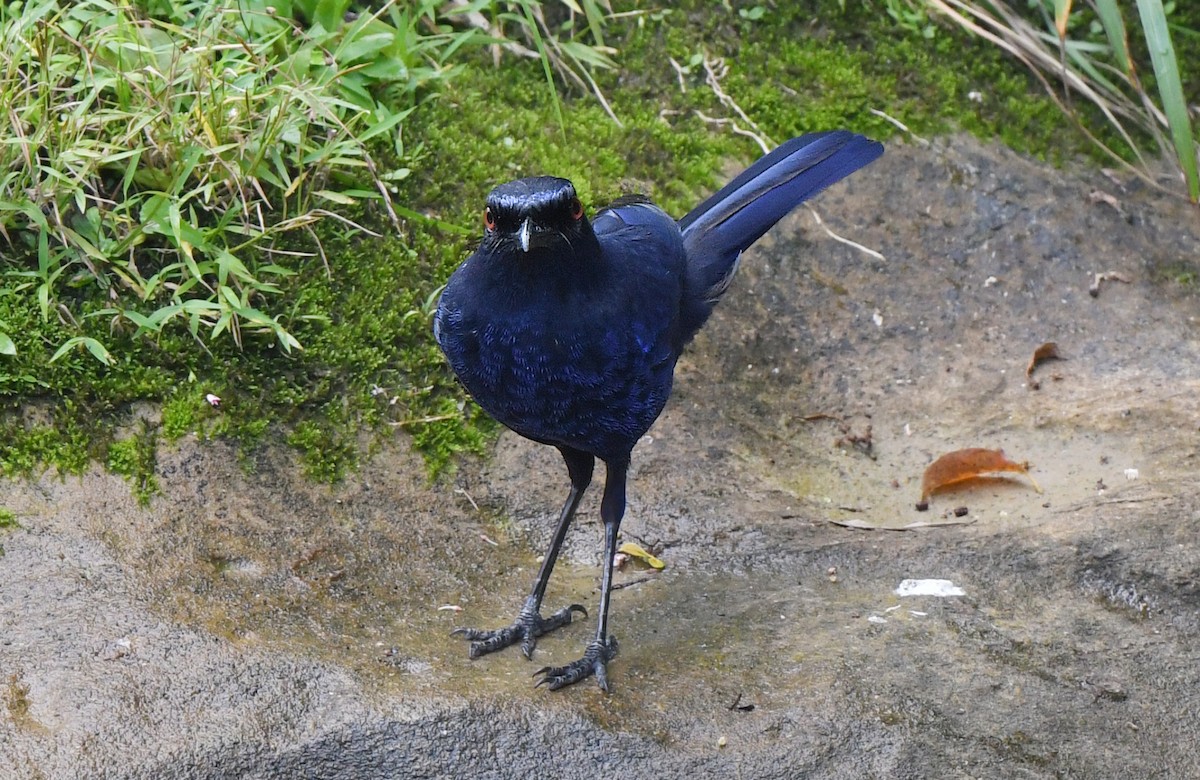 Taiwan Whistling-Thrush - norman wu