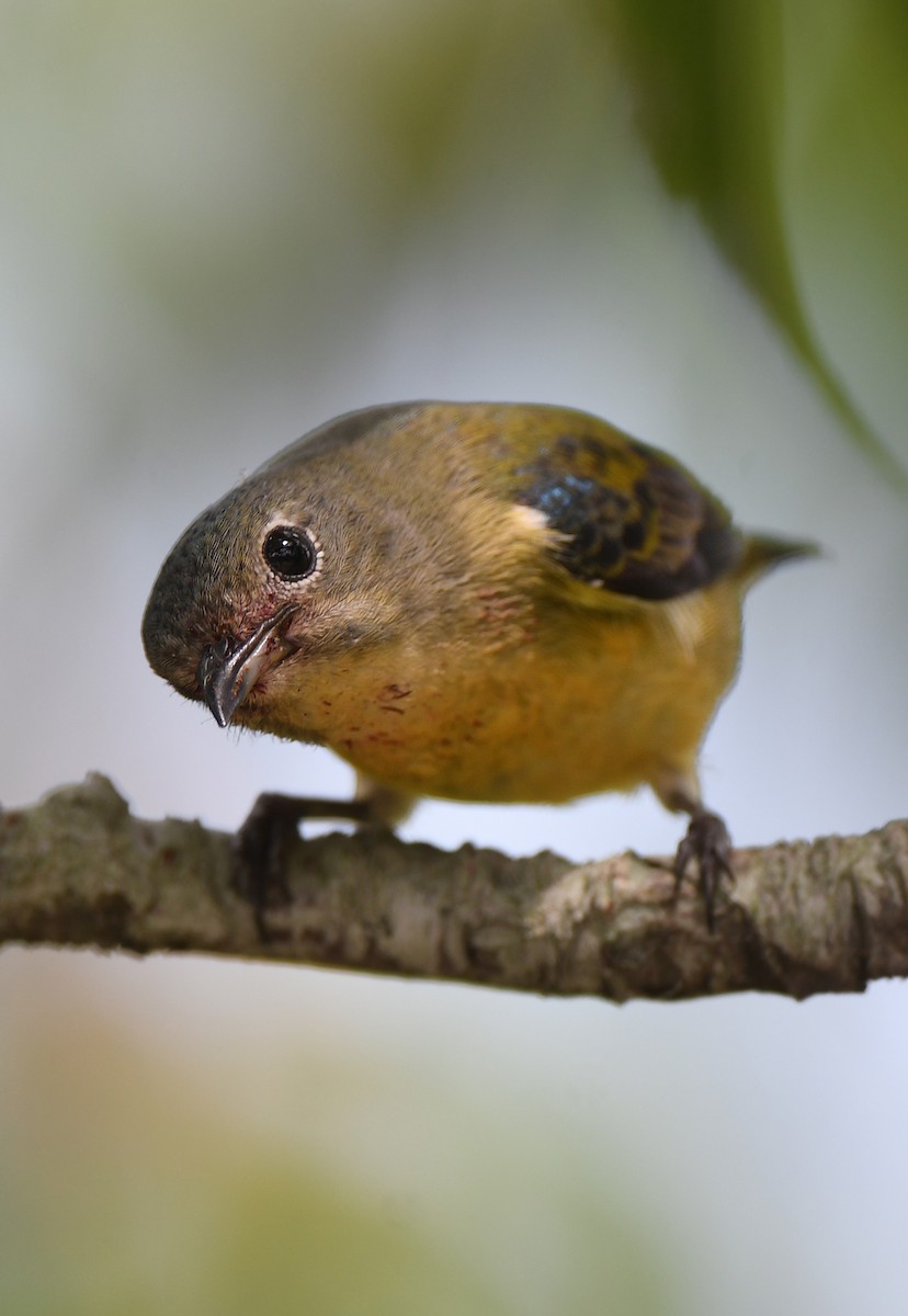 Fire-breasted Flowerpecker - norman wu