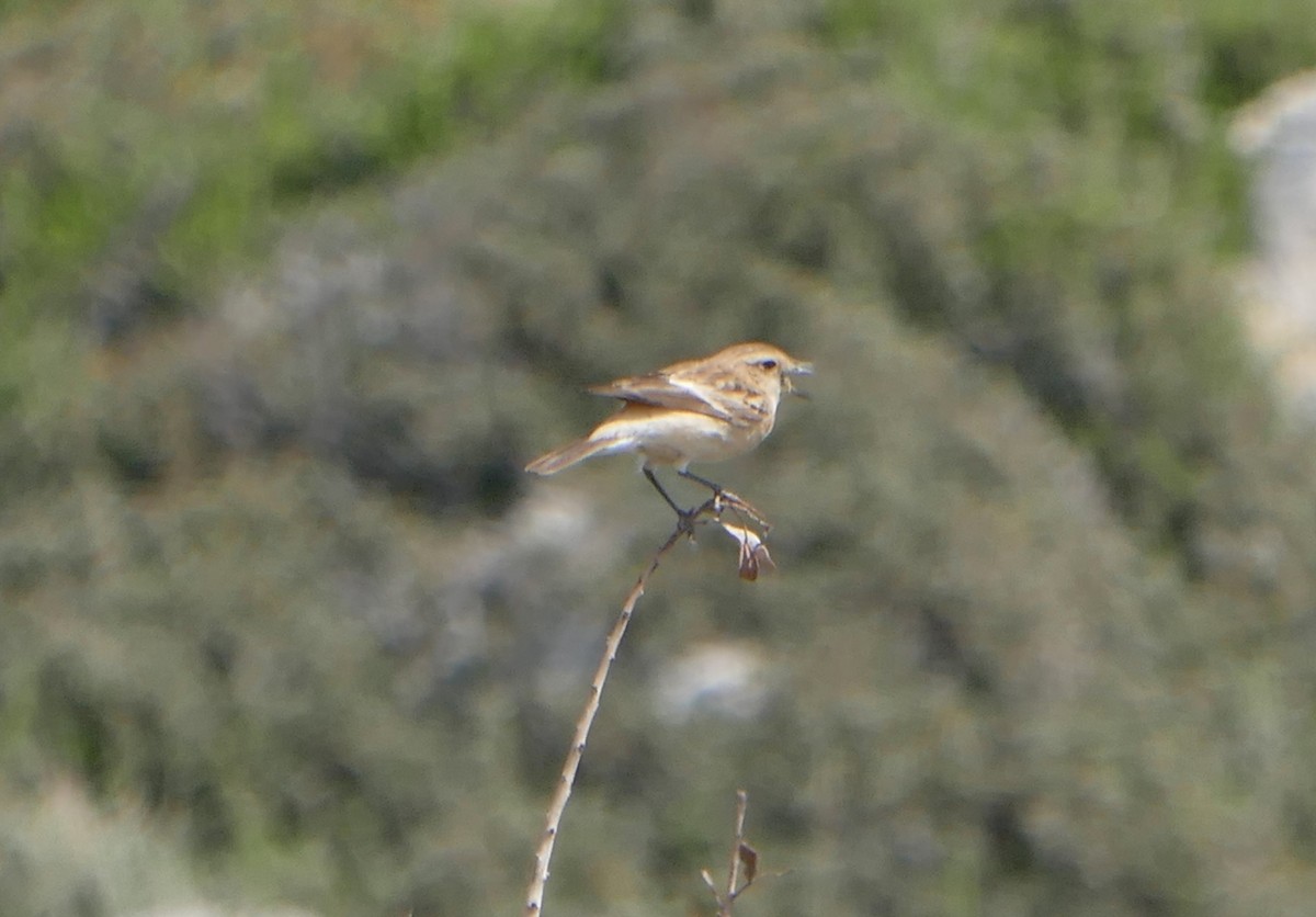 Siberian Stonechat - ML619272379