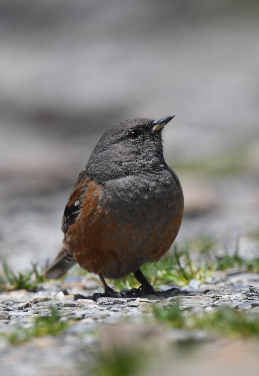 Alpine Accentor - norman wu