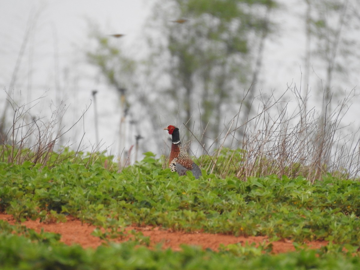 Ring-necked Pheasant - ML619272394