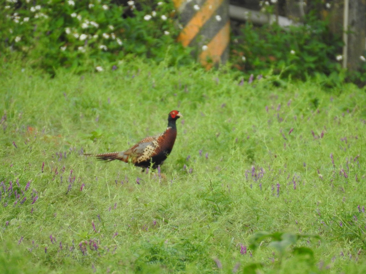 Ring-necked Pheasant - ML619272396