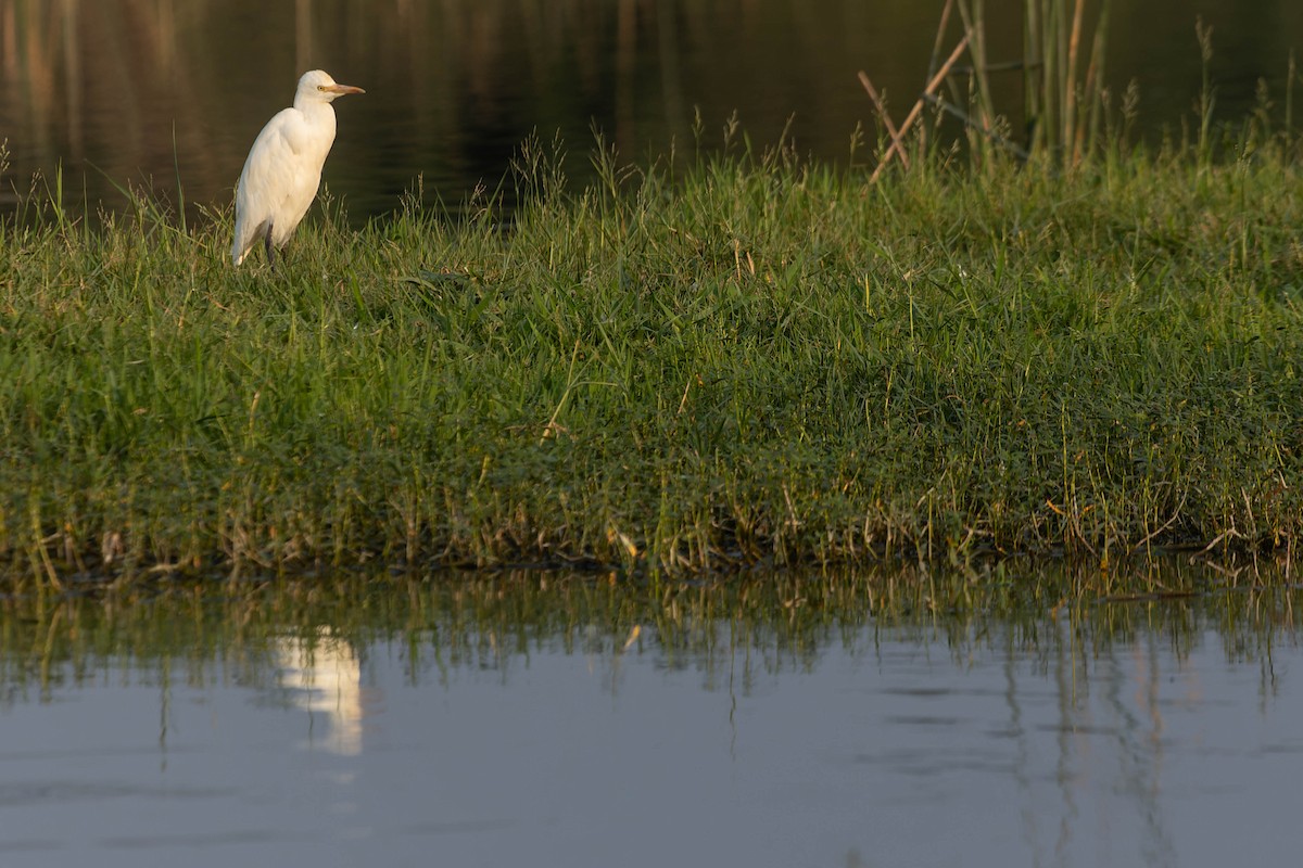 Eastern Cattle Egret - Zebedee Muller