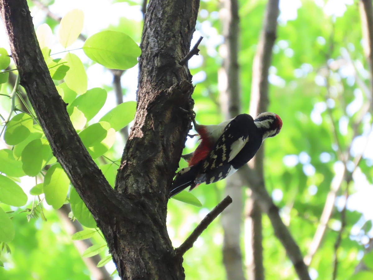 Great Spotted Woodpecker - ML619272412