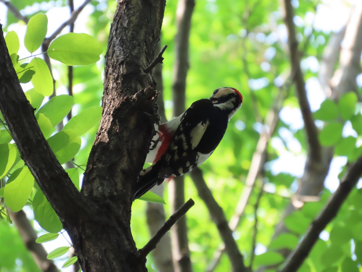 Great Spotted Woodpecker - ML619272413