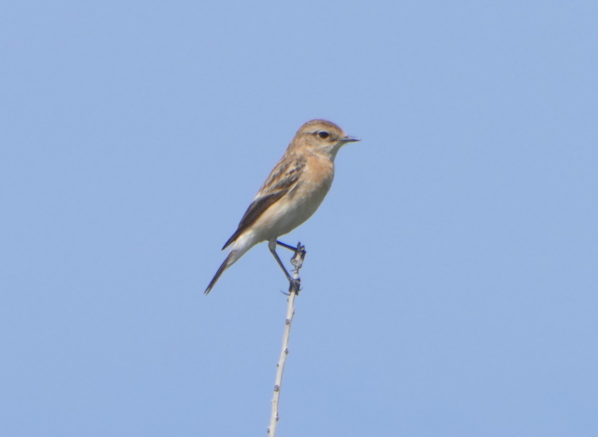 Siberian Stonechat - Colin Richardson