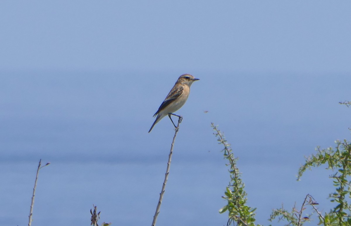 Siberian Stonechat - Colin Richardson