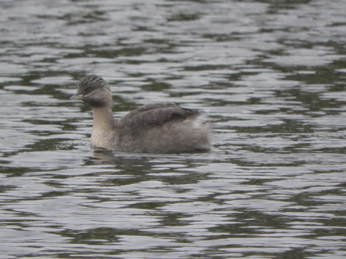 Hoary-headed Grebe - ML619272420