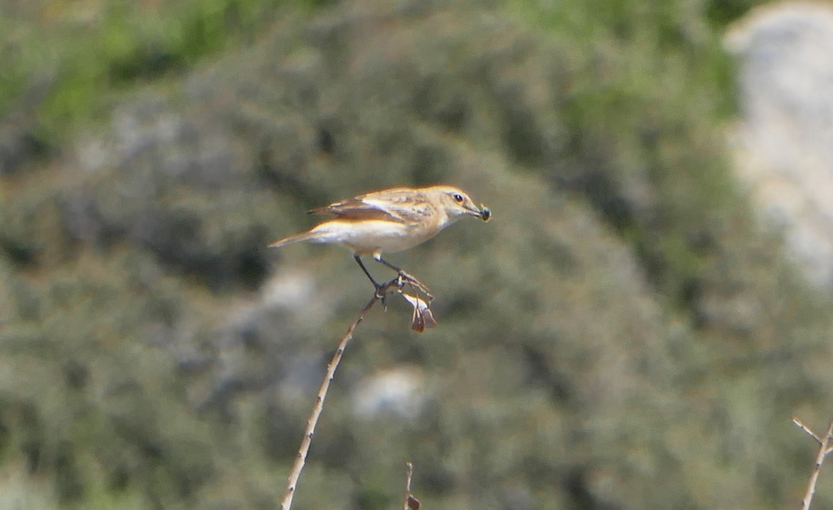 Siberian Stonechat - Colin Richardson