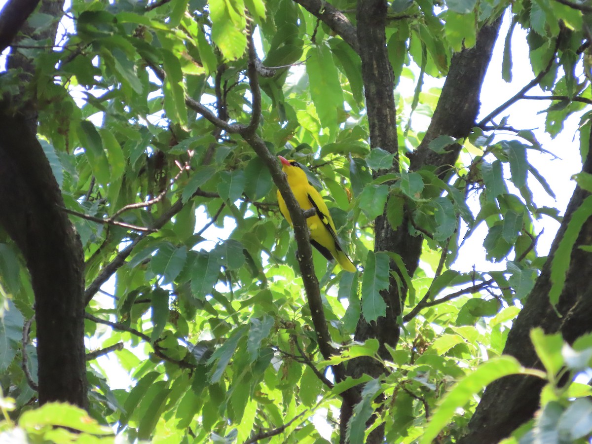 Black-naped Oriole - Mingyun Seo