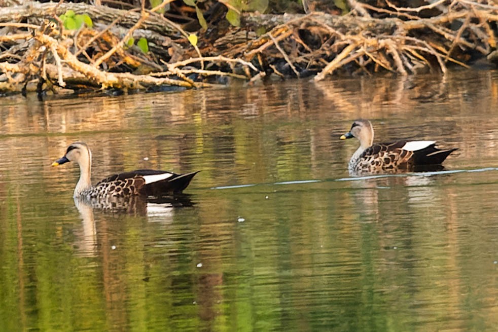 Indian Spot-billed Duck - Zebedee Muller