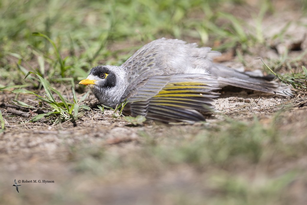 Noisy Miner - Robert Hynson