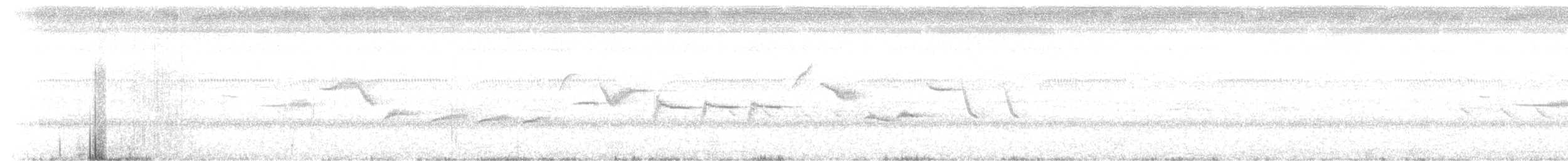 White-bellied Sholakili - ML619272454