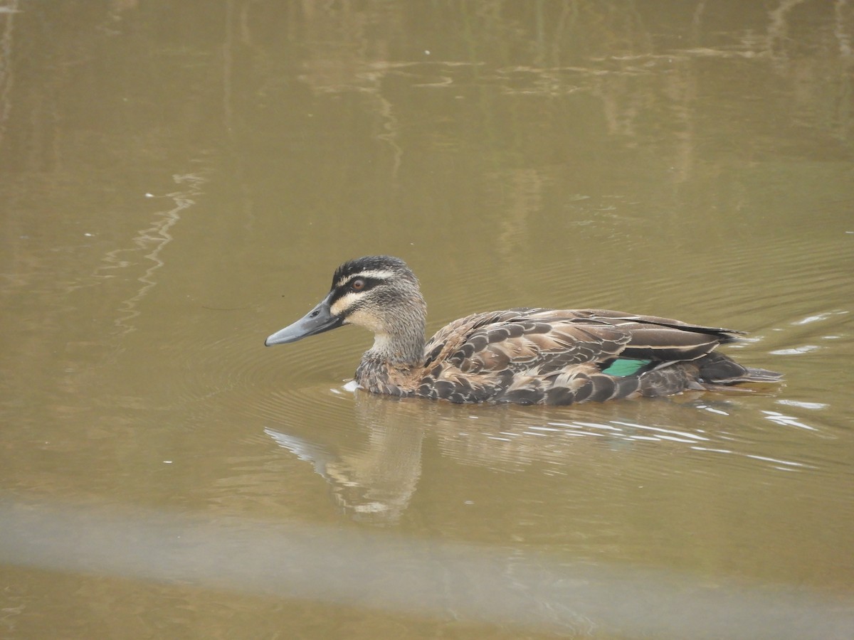 Pacific Black Duck - Charles Silveira