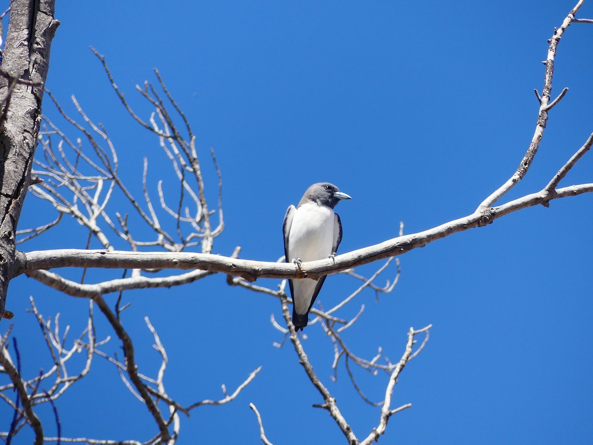 White-breasted Woodswallow - Hugh Price