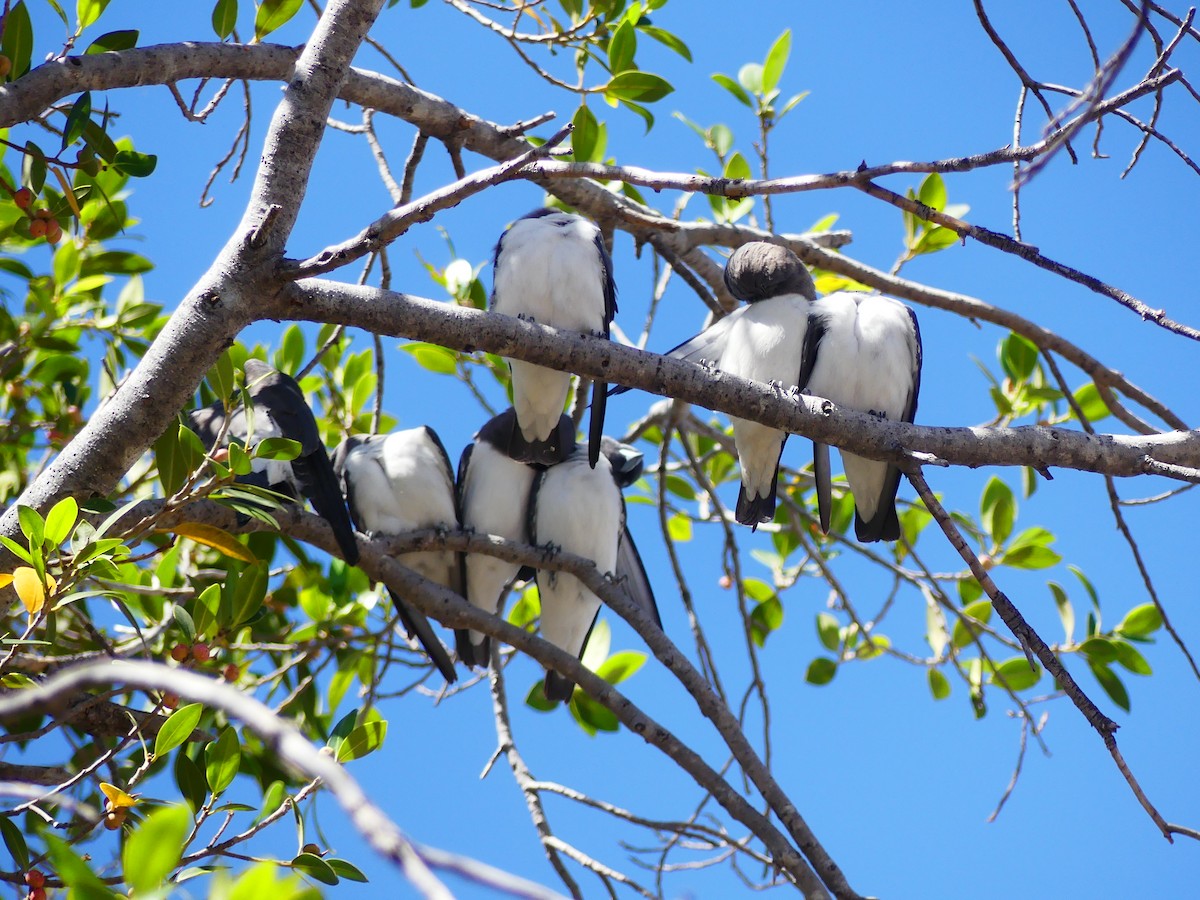 White-breasted Woodswallow - ML619272466